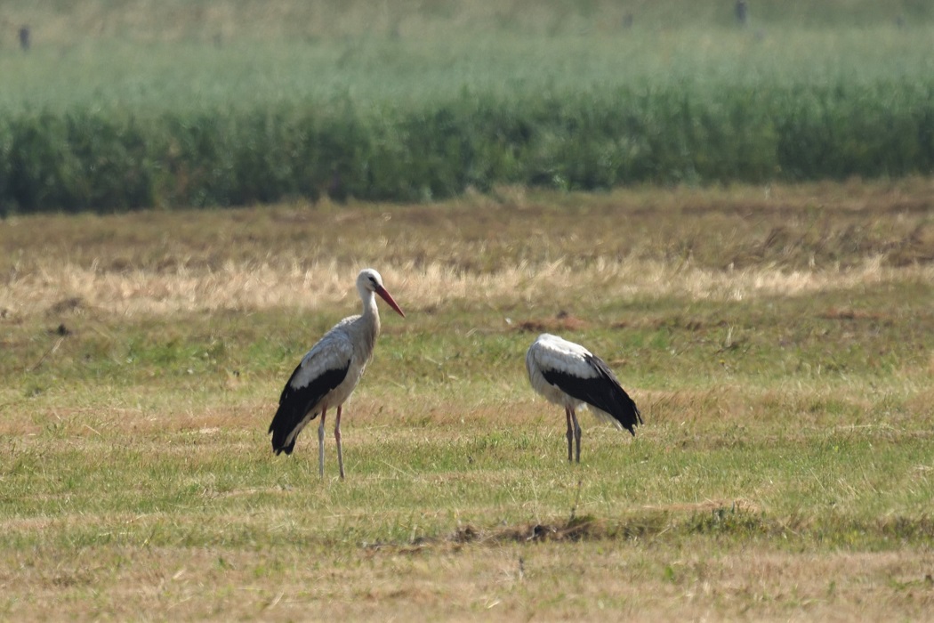 White Stork